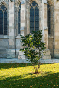 Tree by building in city
