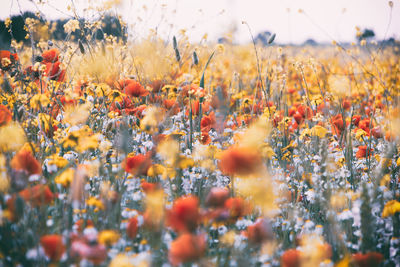 Close-up of flowering plants on land