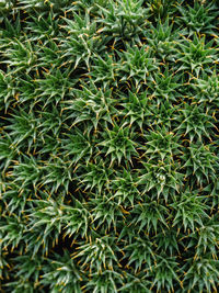 Close-up of pine tree