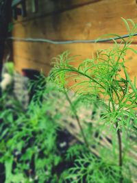 Close-up of fresh plant in field