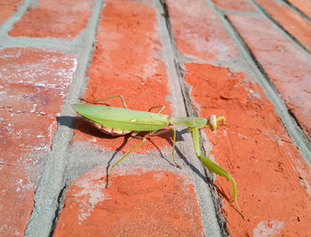 High angle view of insect on wall