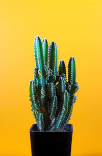 Close-up of potted plant against yellow background