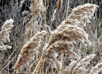 Close-up of crops on field during winter