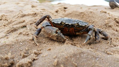 Close-up of crab on sand