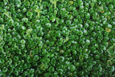 Full frame shot of green leaves