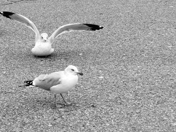 High angle view of seagulls on land