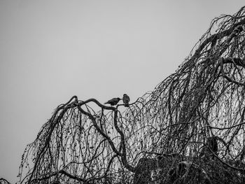 Low angle view of bird perching on tree against sky