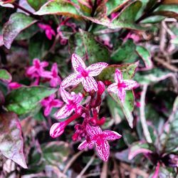 Close-up of pink flowers