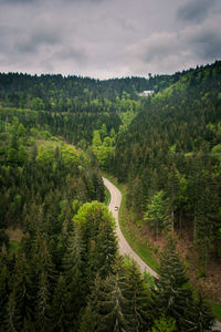 High angle view of road amidst trees in forest