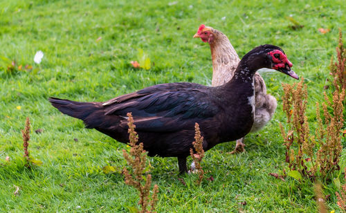Close-up of bird on field