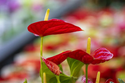 Close-up of red flowering plant