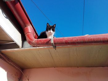 Portrait of cat on red against sky