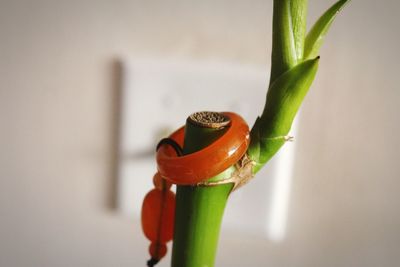 Close up of red flower