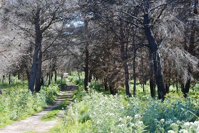 View of trees in forest