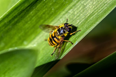 Close-up of bee on leaf