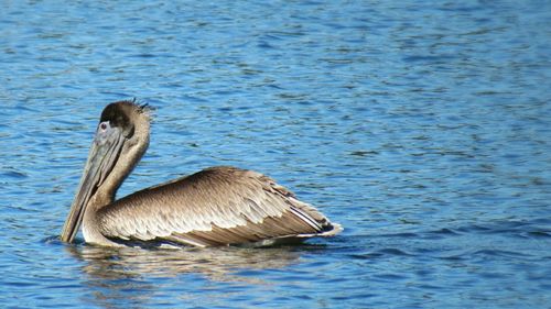 Close-up of duck swimming in lake