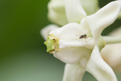 Close-up of bee pollinating on flower