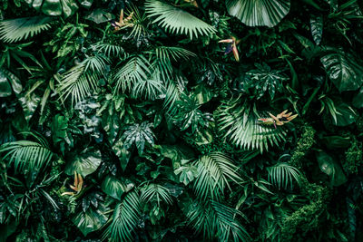 High angle view of leaves