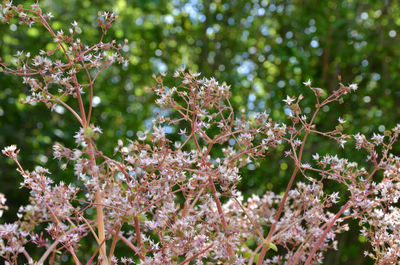 Close-up of flowering plant against tree