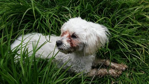 Close-up of dog sitting on grass