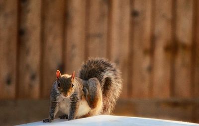 Squirrel scratching against wooden fence