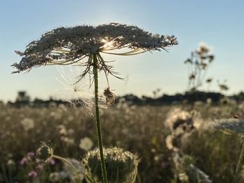 Close-up of flowering plant on field against sky