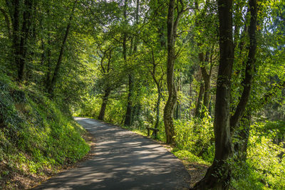 Road amidst trees in forest