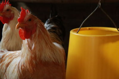 Close-up of rooster