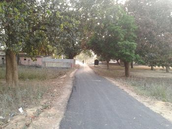 Road amidst trees