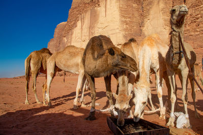 Camels in jordan wadi rum desert on red sand with baby and high mountains in the background