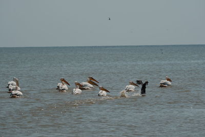 Seagulls on sea shore against clear sky