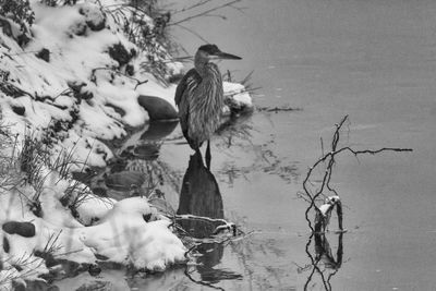 Bird perching on a tree