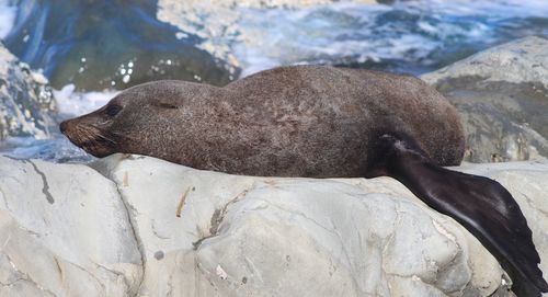 High angle view of sea resting on rock