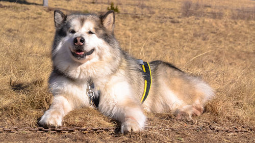 View of dog looking away on field