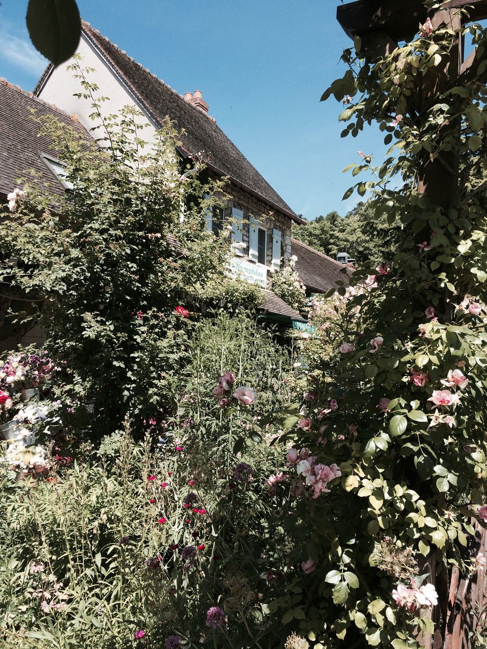 building exterior, architecture, built structure, flower, growth, house, low angle view, clear sky, freshness, plant, tree, residential structure, sky, nature, residential building, sunlight, day, blooming, fragility, outdoors