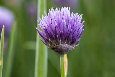 Close-up of purple flower