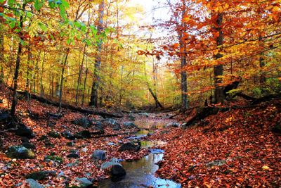 Scenic view of river in forest during autumn