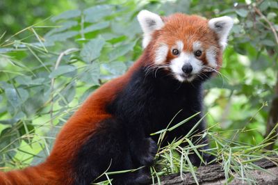 Portrait of red panda in forest