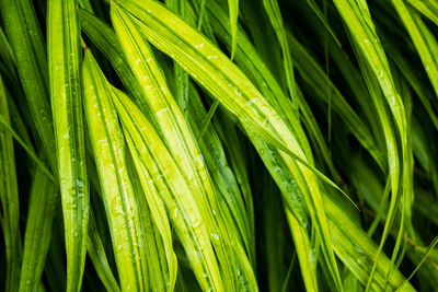 Macro shot of leaves