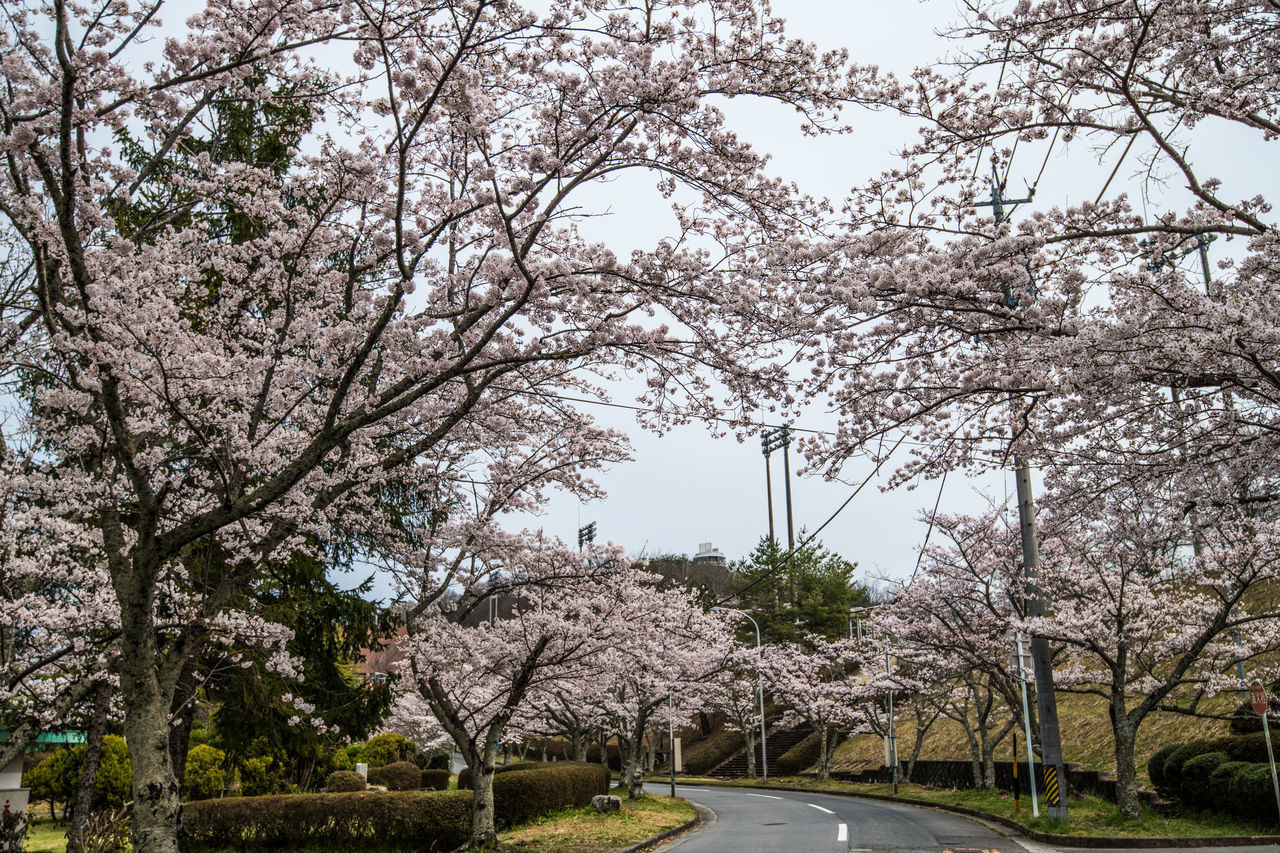 CHERRY BLOSSOMS IN PARK