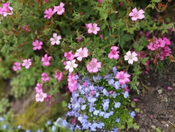 High angle view of pink flowering plants in park