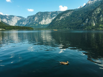 Duck swimming in lake against mountain range