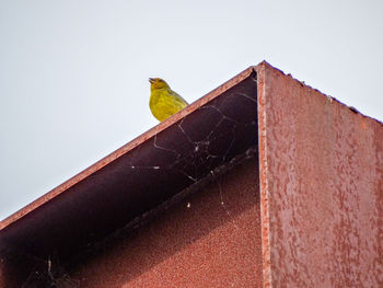 Low angle view of bird perching on roof against sky