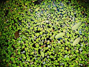 Full frame shot of green plants