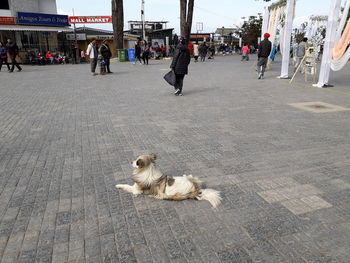 Dog sitting on footpath in city