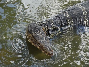 High angle view of crocodile swimming in river