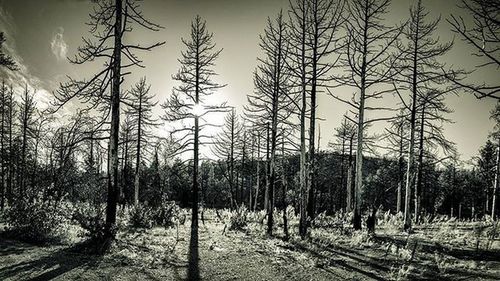 Bare trees against sky