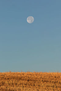 Scenic view of field against clear blue sky