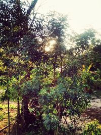 Trees growing in forest