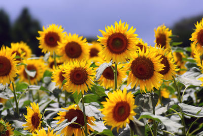 Close-up of sunflowers on field